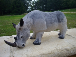 Rhinoceros