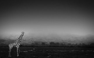 Misty Giraffe